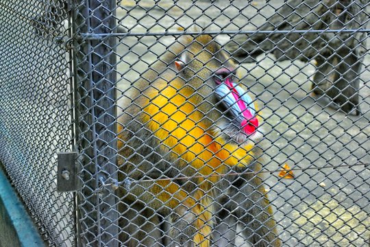 Gorilla in cage