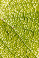 green leaf texture as background