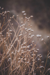 Arbusto de otoño. flores desenfocadas de la montaña y altura.