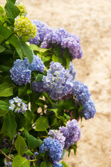 multi-colored flowers on a branch