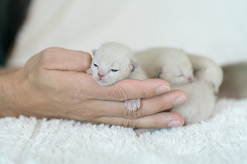 beige burmese kitten on a male hand