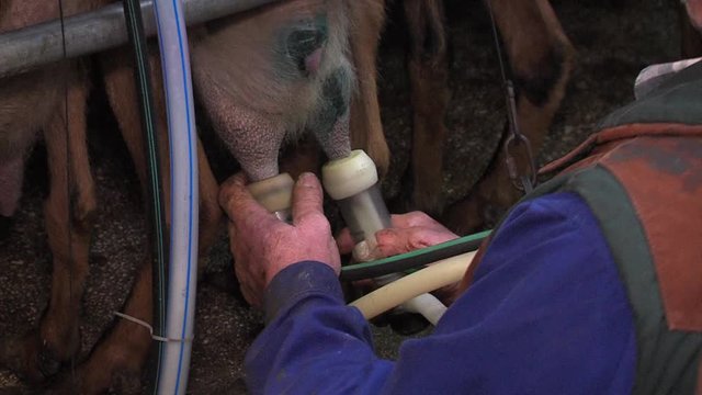 Farmer with moustache milks goat with machine inside barn.