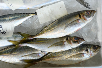 新鮮なアジ