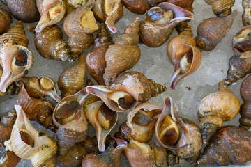 新鮮・海鮮・つぶ貝・氷