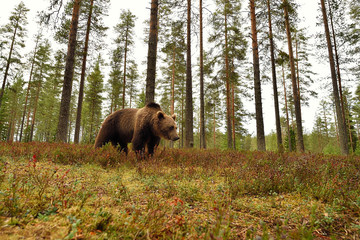 brown bear in forest environment