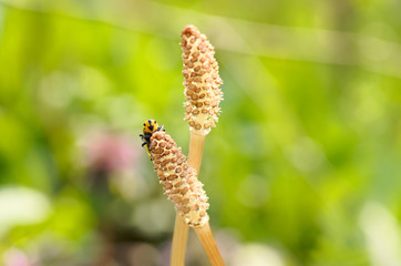 ツクシとヨコバイ