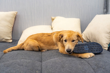 Little golden puppy playing with a shoe on sofa bed