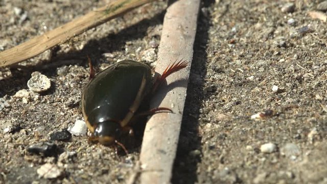 Great diving beetle (Dytiscus marginalis water beetles) dark-coloured quickly runs among dry reeds along sandy soil on banks of summer river. Macro view insect in wildlife