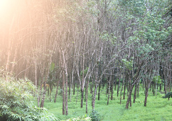 Natural rubber plantation Trees