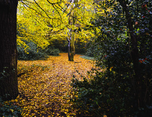 Obraz premium A walk in Epping Forest in autumn colors