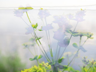 The mixed image of the view of the blossom grass and the natural background of the view of the lake at the warm spring sunset at the City Park. 
