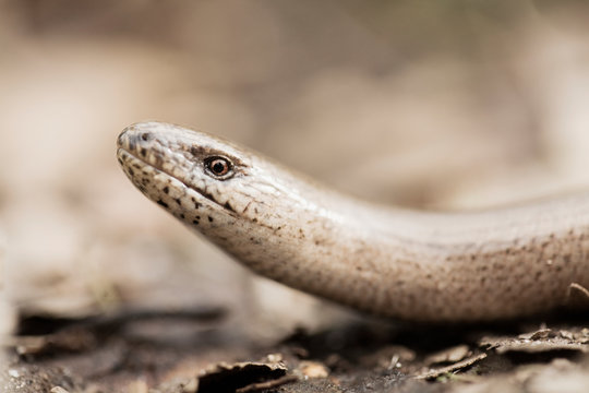 Close up of snake