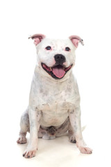 Staffordshire bull terrier dog
