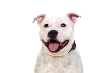 Staffordshire bull terrier dog