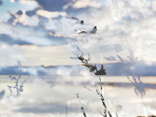 The mixed image of the view of the blossom grass and the natural background of the view of the lake at the warm spring sunset at the City Park. 