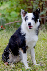 Beautiful black and white Border Collie dog