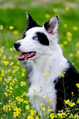 Beautiful black and white Border Collie dog