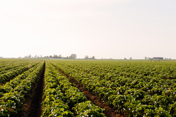 Strawberry field