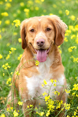 Beautiful brown breton dog in a meadow