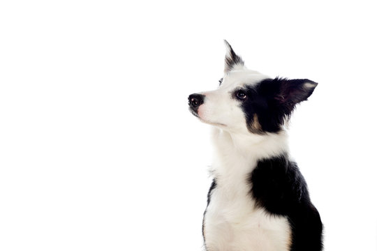Beautiful black and white Border Collie dog