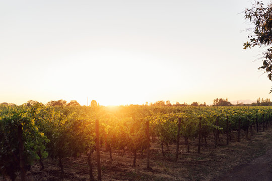Sunset at vineyard