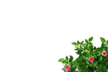 Top view  plant in pot isolated on white desk background. - Image