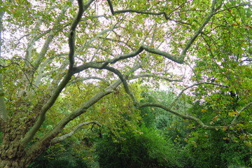 Branches et feuillage.