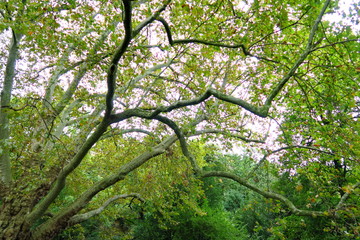 Branches et feuillage.
