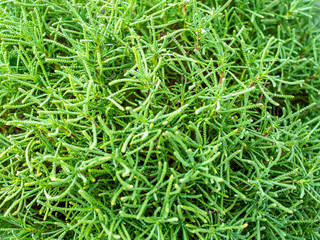 Garden, plants, textures