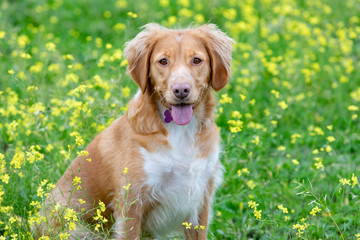 Beautiful brown breton dog in a meadow