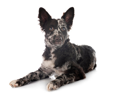 puppy mudi in studio