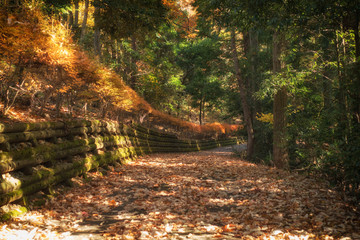 落ち葉に敷き詰められた山道と秋景色