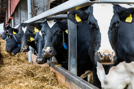 Cows in dairy farm