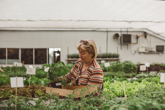 Mature woman choosing seedlings in plant nursery