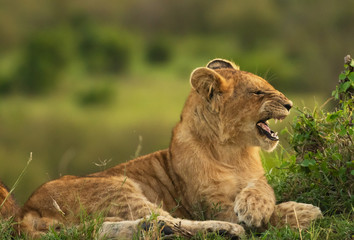 Lion cubs relaxing in Masai Mara