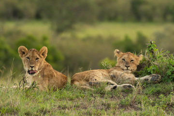 Fototapeta na wymiar Lion cubs relaxing in Masai Mara