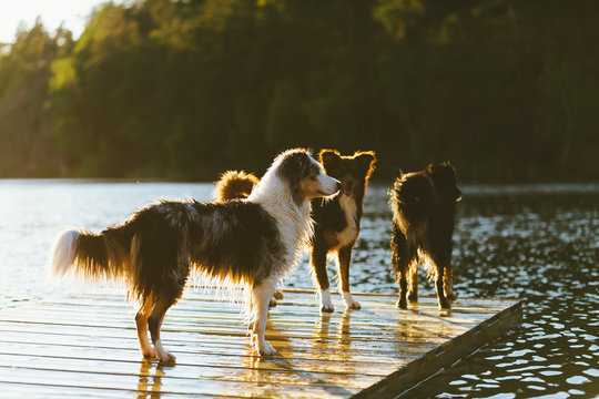 Dogs on jetty at lake