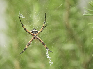 spider on its web