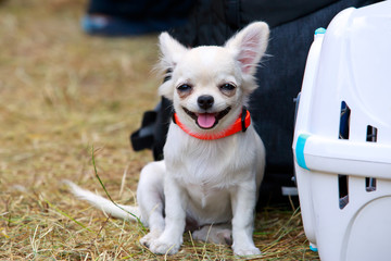 The dog breed Chihuahua