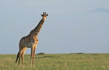 Giraffe standing in Masai Mara