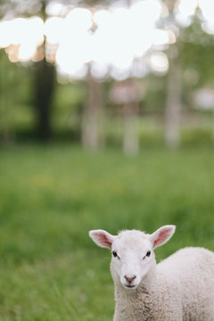 Portrait of lamb