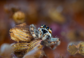 Jumpimg Spider Macro