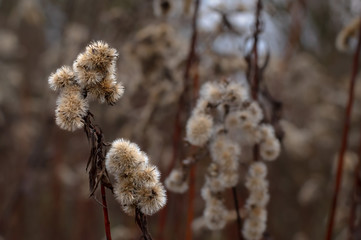 Dry goldenrod stalk with fluffy inflorescence and blurry background