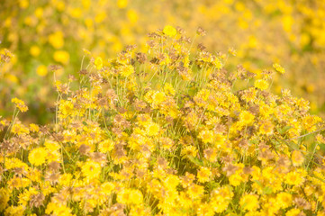 Obraz premium Chrysanthemum