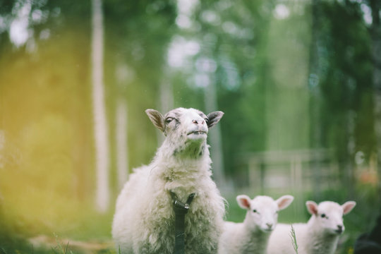 Sheep with lambs