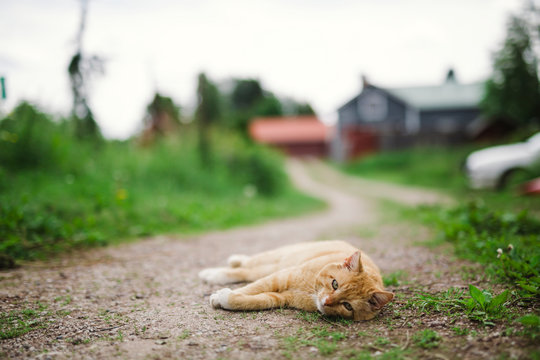 Cat lying on road