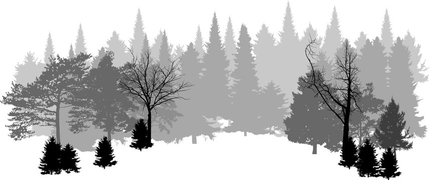 black and grey dense group of trees on white