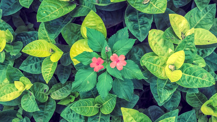 High angle view of flowers and leaves outdoor