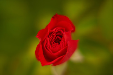 Rose Close-up in the Garden