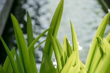 Green leaves are photographed in the afternoon. Some leaves looks brighter than others,